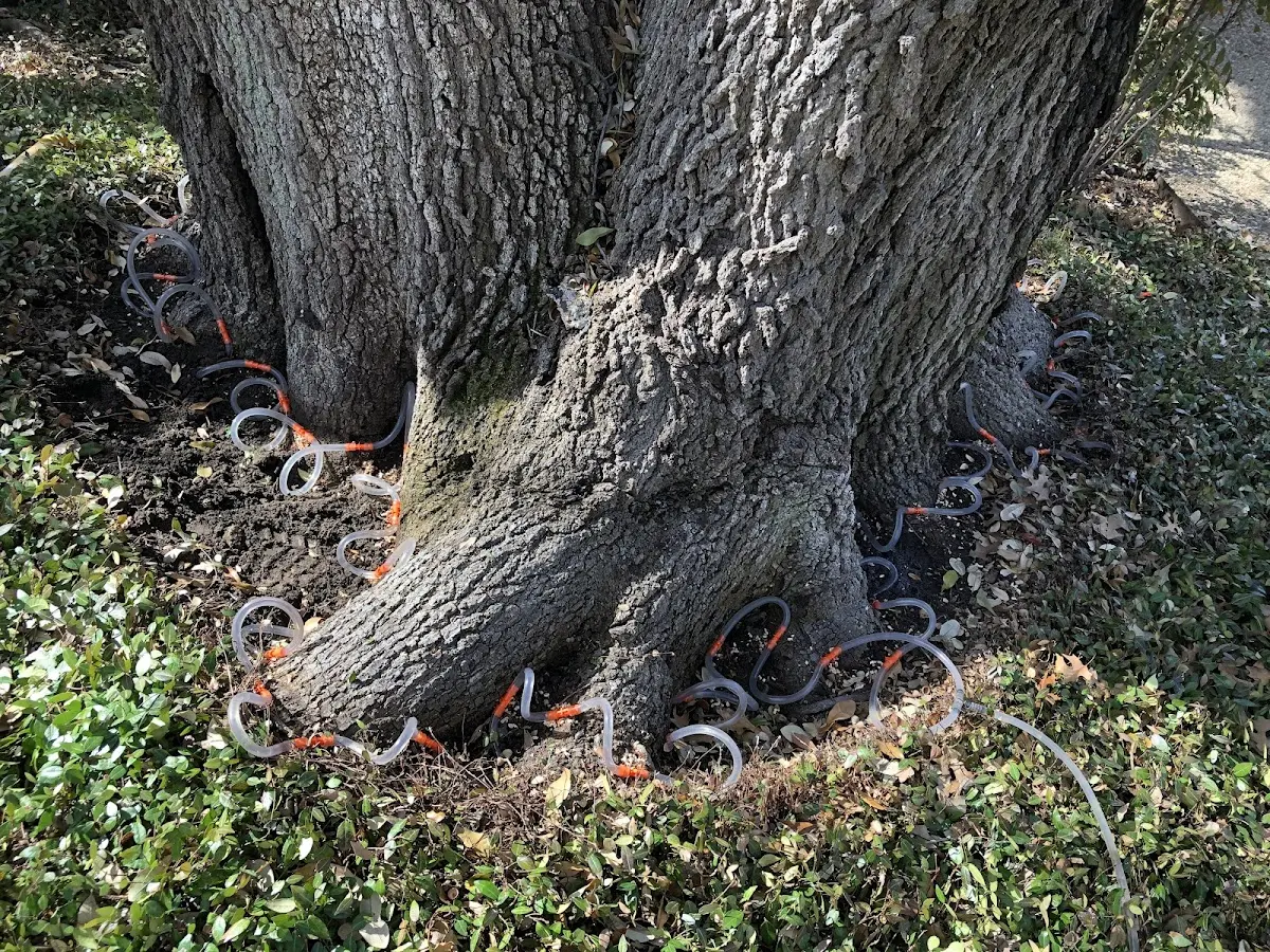 Detailed Shrub and Hedge Trimming job site in Ecru