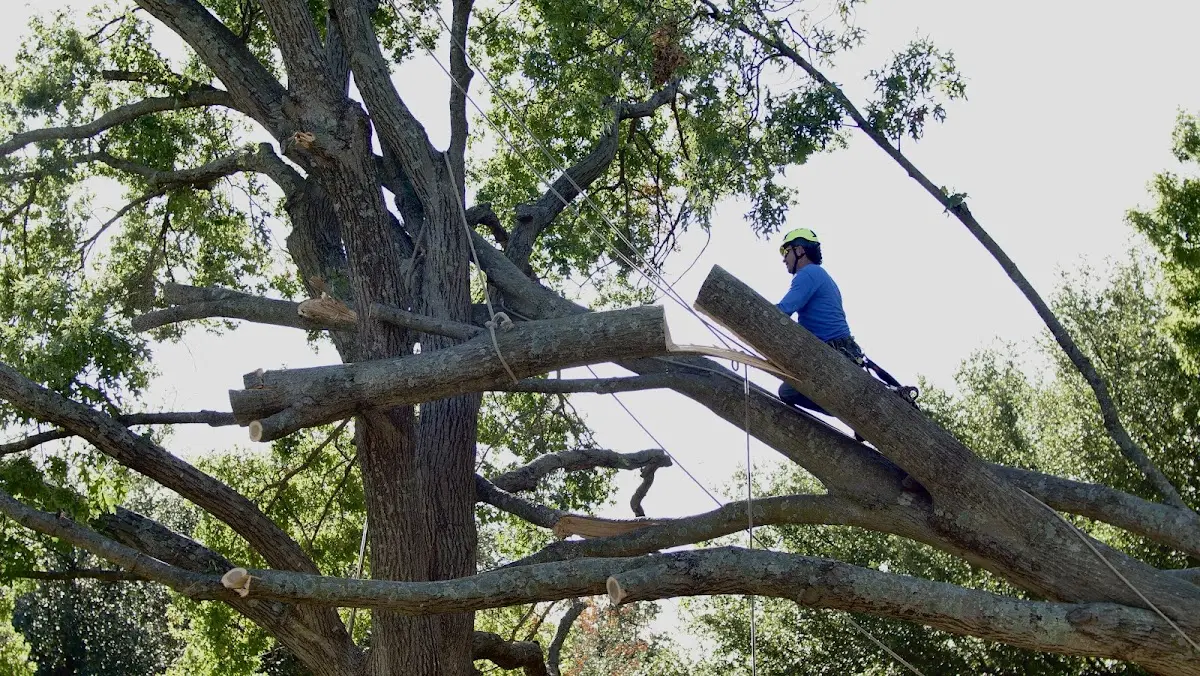 Professional Crown Thinning performed by certified arborists in Ecru